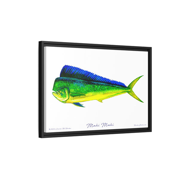 Mahi Mahi Framed Canvas Fish Art Print