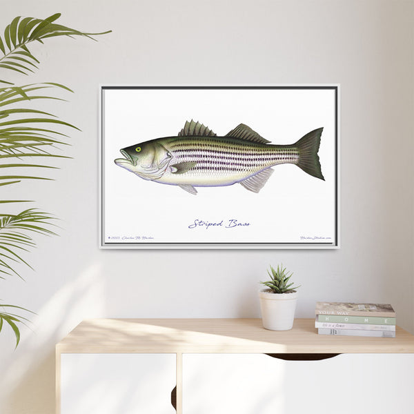 Striped Bass Framed Canvas Fish Art Print