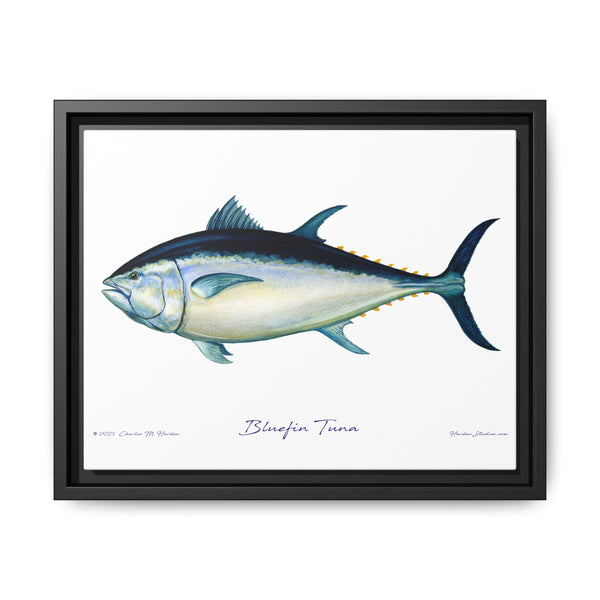 Bluefin Tuna Framed Canvas Fish Art Print