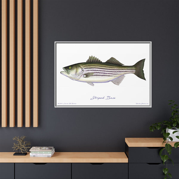 Striped Bass Framed Canvas Fish Art Print