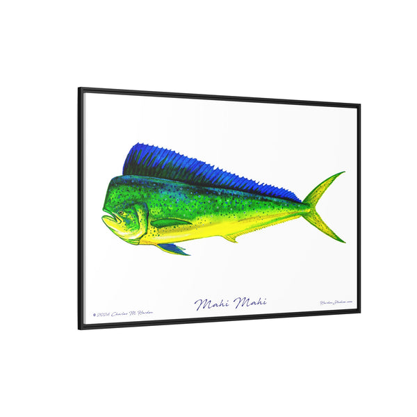 Mahi Mahi Framed Canvas Fish Art Print