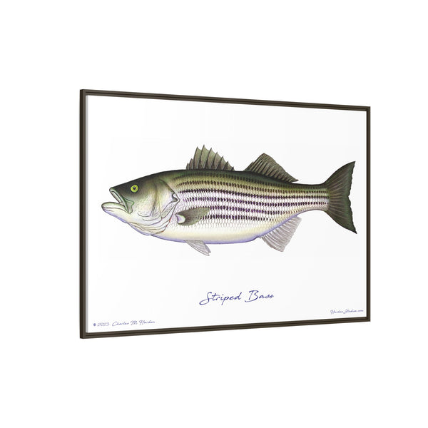 Striped Bass Framed Canvas Fish Art Print