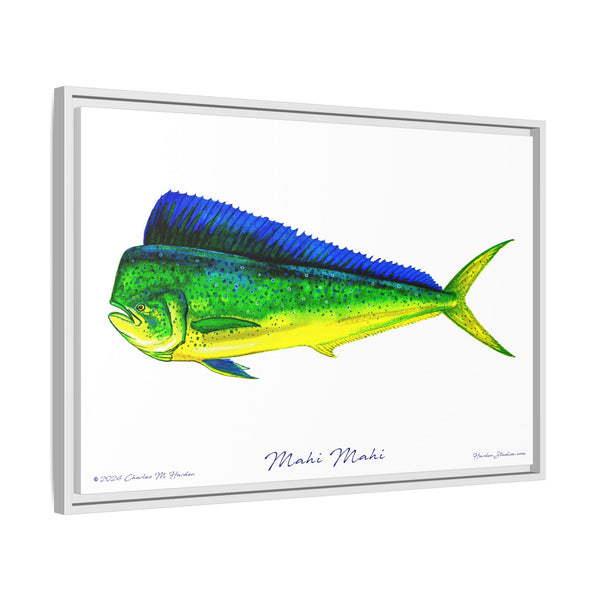 Mahi Mahi Framed Canvas Fish Art Print