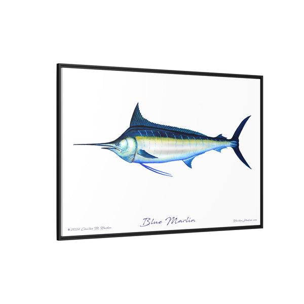 Framed Blue Marlin Canvas Fish Wall Art Print by Charles Harden