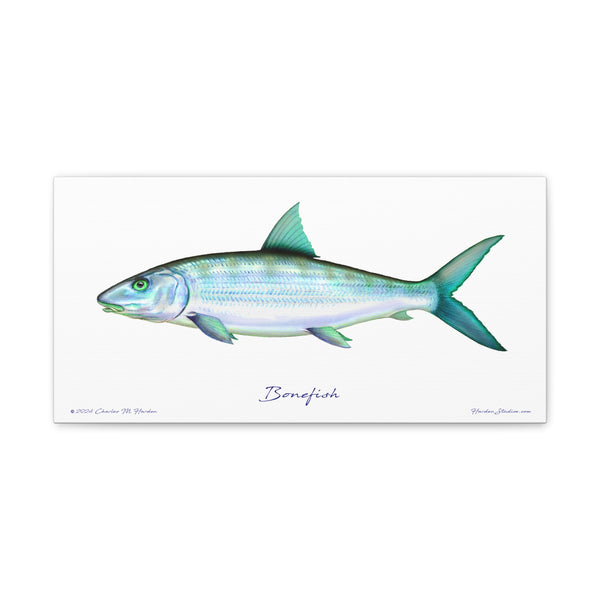 Bonefish Canvas Wall Art Print