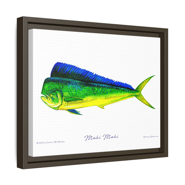 Mahi Mahi Framed Canvas Fish Art Print