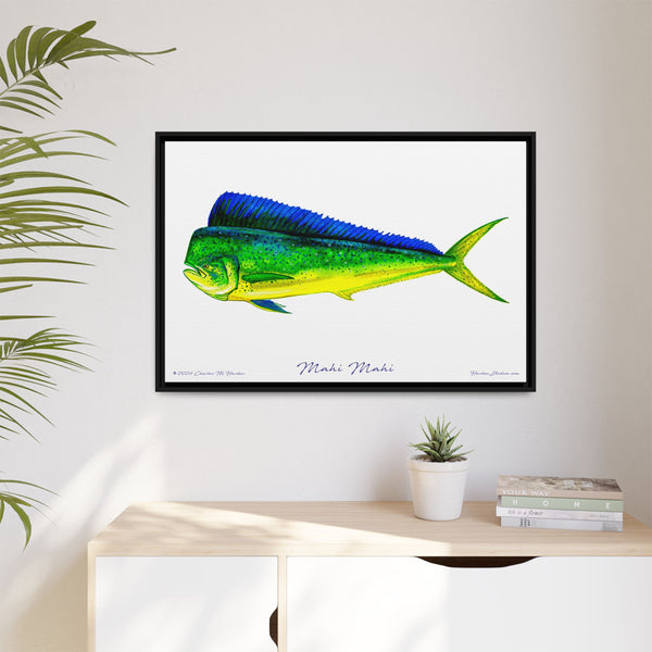 Mahi Mahi Framed Canvas Fish Art Print