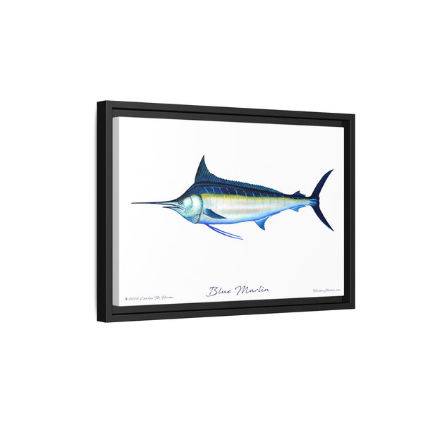 Framed Blue Marlin Canvas Fish Wall Art Print by Charles Harden