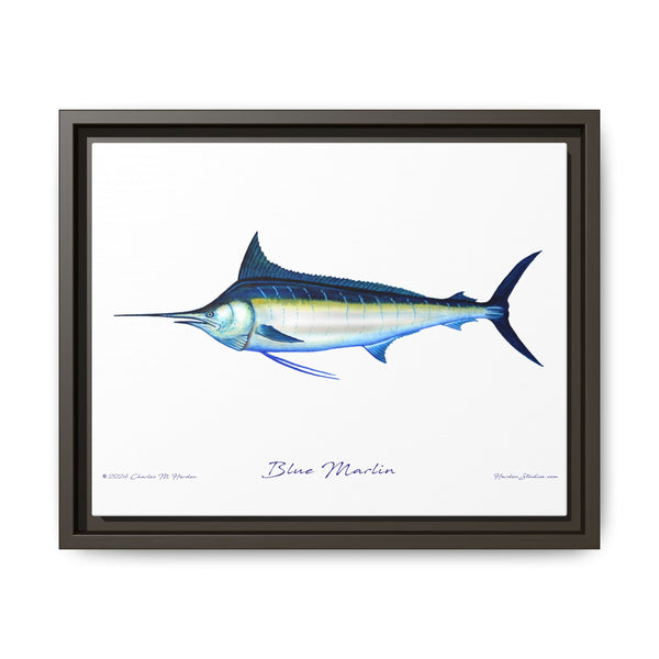 Framed Blue Marlin Canvas Fish Wall Art Print by Charles Harden