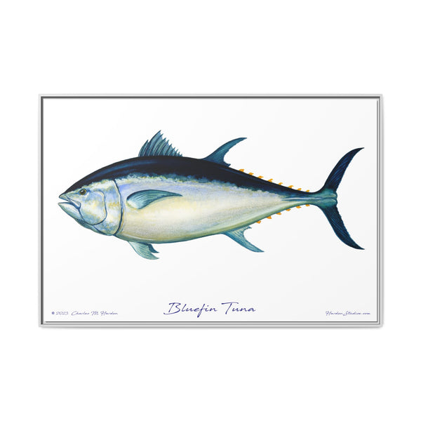 Bluefin Tuna Framed Canvas Fish Art Print