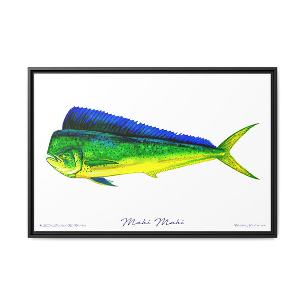 Mahi Mahi Framed Canvas Fish Art Print