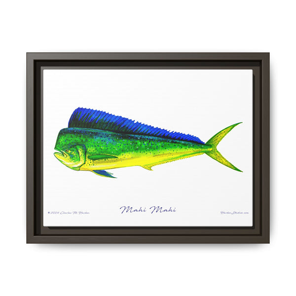 Mahi Mahi Framed Canvas Fish Art Print