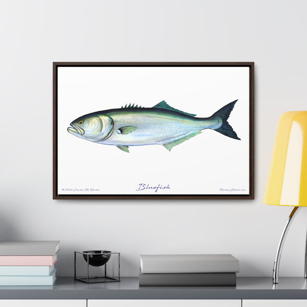 Framed Bluefish Canvas Fish Wall Art Print by Charles Harden - Free Shipping