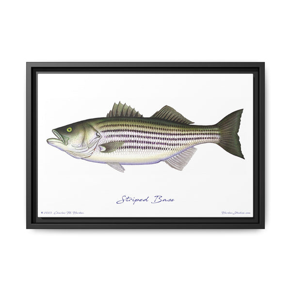 Striped Bass Framed Canvas Fish Art Print