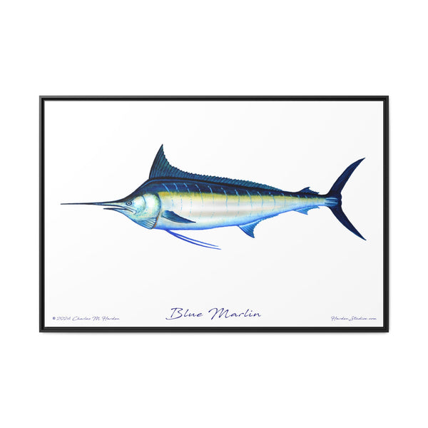 Framed Blue Marlin Canvas Fish Wall Art Print by Charles Harden