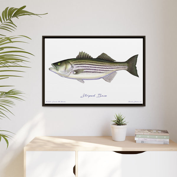 Striped Bass Framed Canvas Fish Art Print