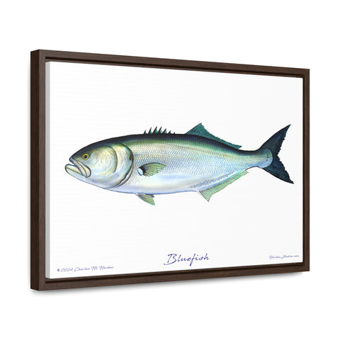 Framed Bluefish Canvas Fish Wall Art Print by Charles Harden - Free Shipping