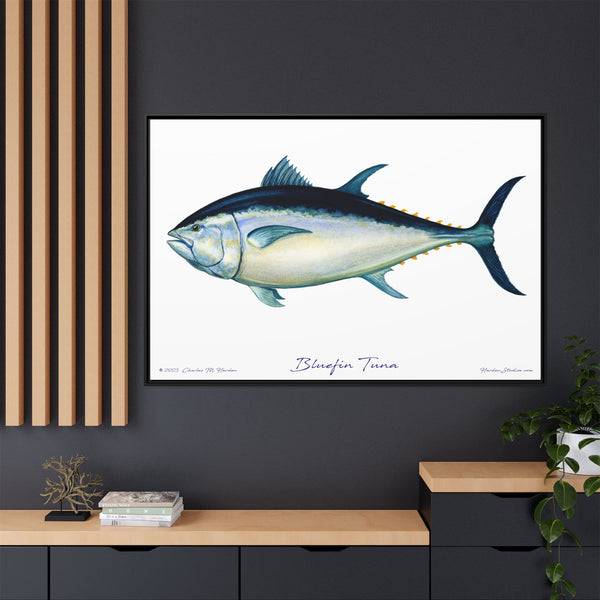 Bluefin Tuna Framed Canvas Fish Art Print