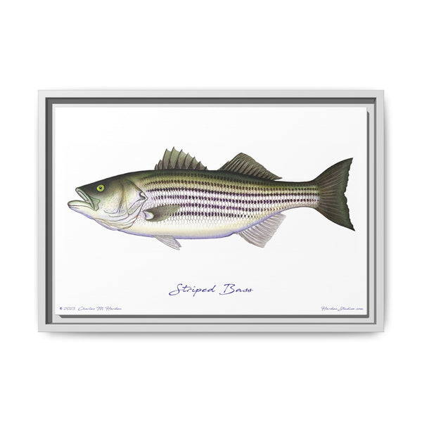 Striped Bass Framed Canvas Fish Art Print