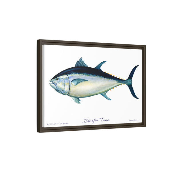 Bluefin Tuna Framed Canvas Fish Art Print