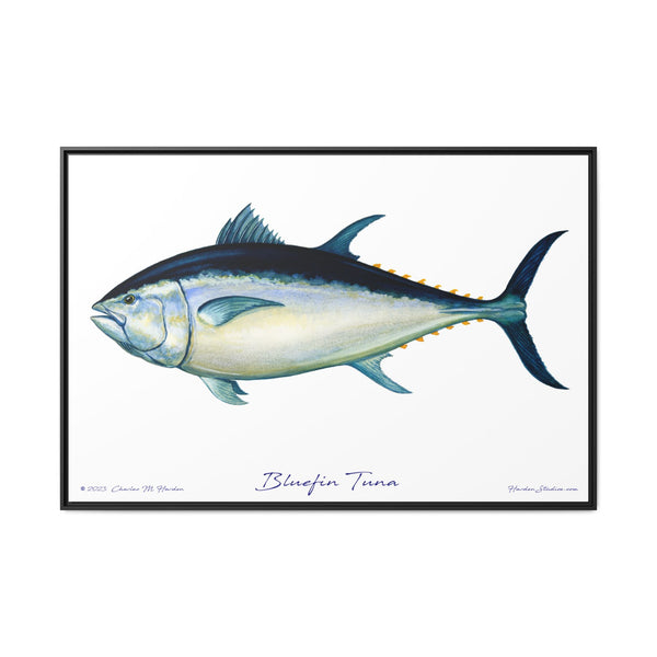 Bluefin Tuna Framed Canvas Fish Art Print