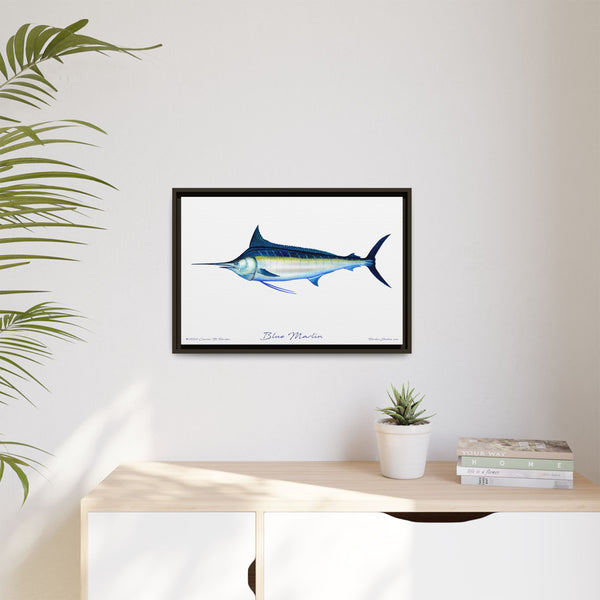 Framed Blue Marlin Canvas Fish Wall Art Print by Charles Harden