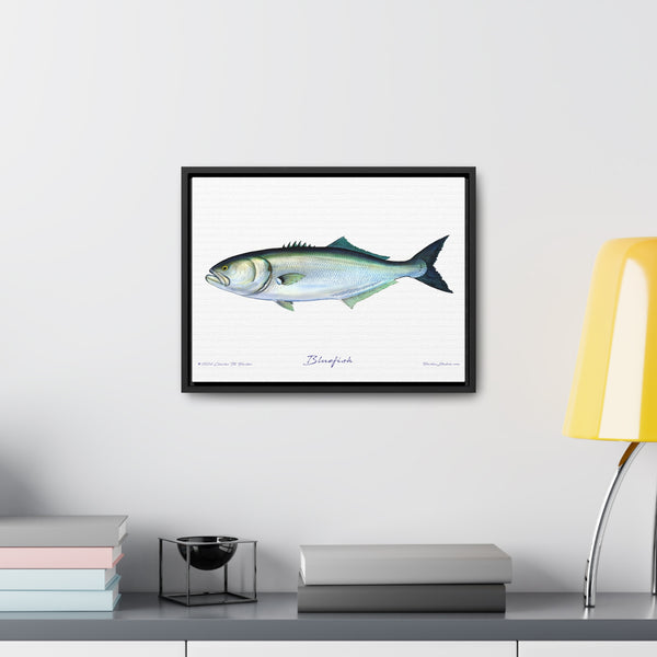 Framed Bluefish Canvas Fish Wall Art Print by Charles Harden - Free Shipping