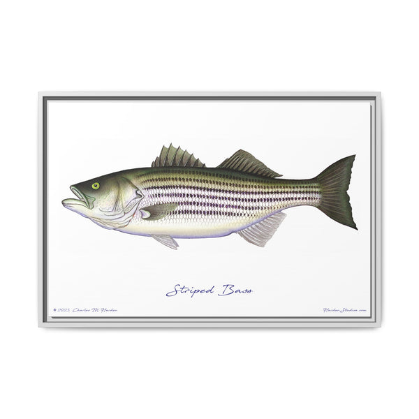 Striped Bass Framed Canvas Fish Art Print