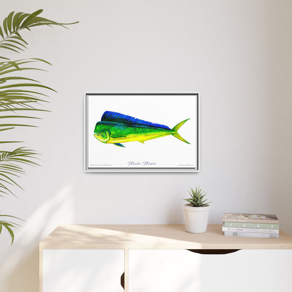 Mahi Mahi Framed Canvas Fish Art Print