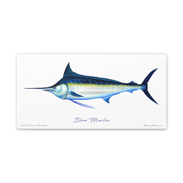 Blue Marlin Canvas Fish Art Print Unframed