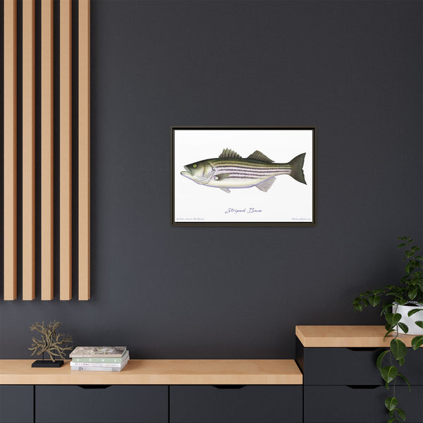 Striped Bass Framed Canvas Fish Art Print