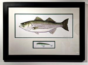 Striped Bass with Vintage Fishing Lure