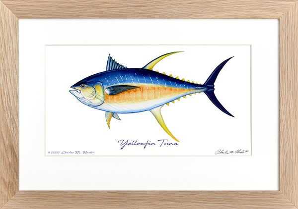 Yellowfin Tuna Signed Art Print
