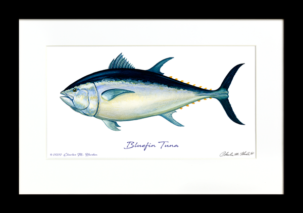 Bluefin Tuna Signed Fish Art Print