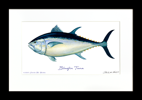 Bluefin Tuna Signed Art Print