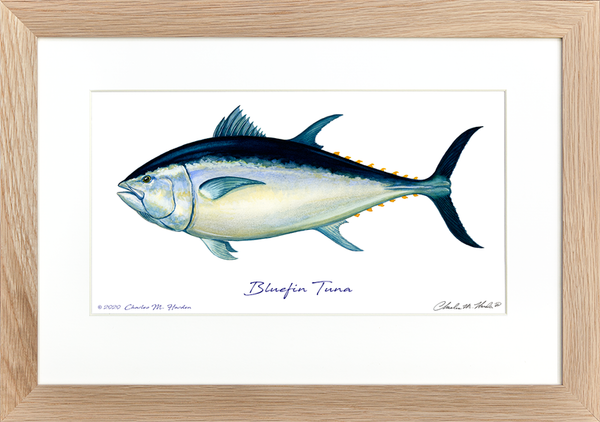 Bluefin Tuna Signed Fish Art Print