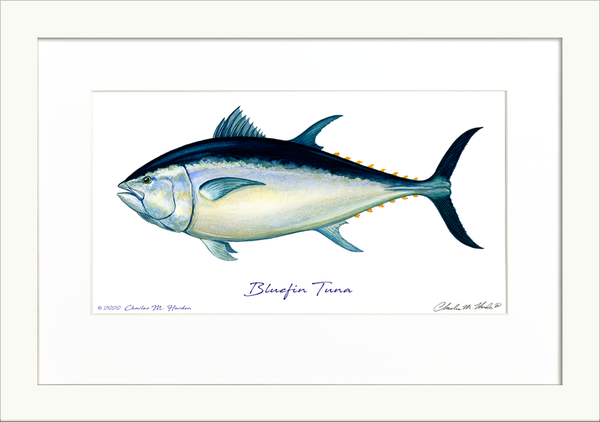 Bluefin Tuna Signed Art Print
