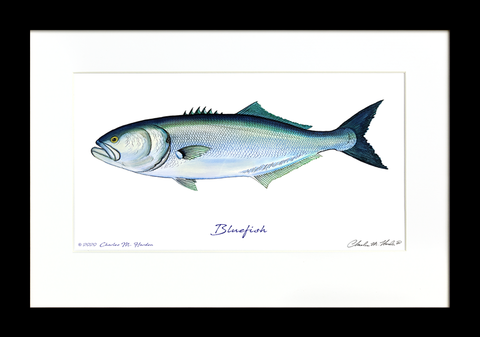 Bluefish Signed Art Print