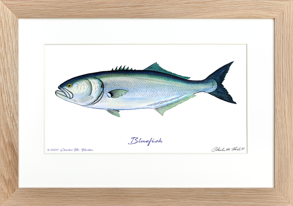 Bluefish Signed Art Print