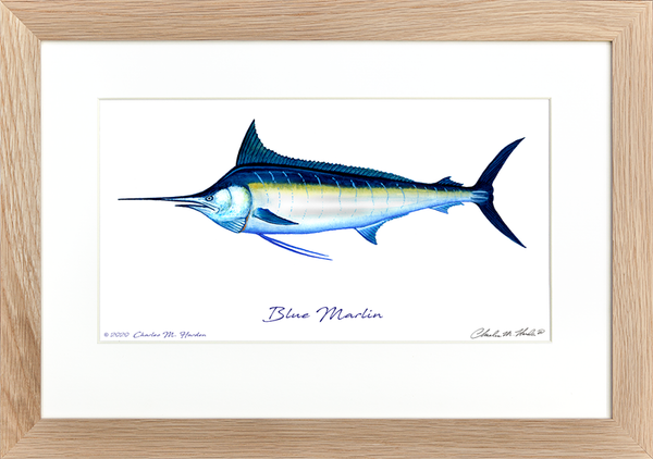 Blue Marlin Signed Art Print