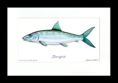 Bonefish Signed Art Print