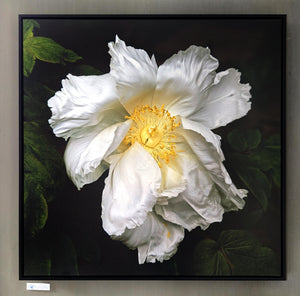 Peony