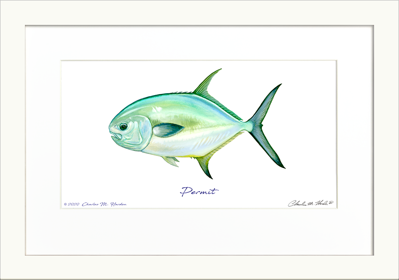 Permit Fish Character Permit Signed Fish Art Print – Harden Studios