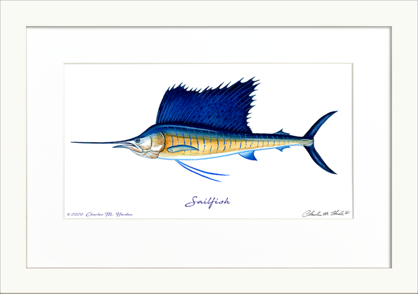 Sailfish Signed Art Print