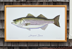 Striped Bass Fine Art Canvas Print