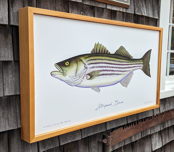 Striped Bass Fine Art Canvas Print