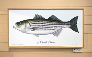 Striped Bass