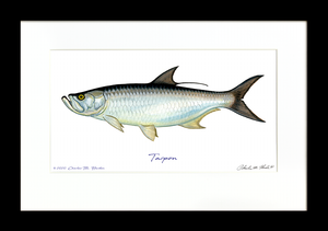 Tarpon Signed Art Print