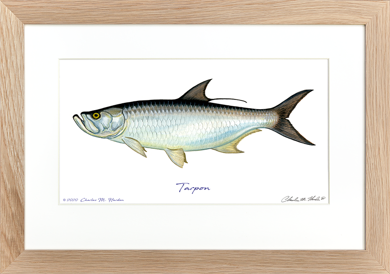 Picture Frame orders signed and numbered conservation print with stamp tarpon￼