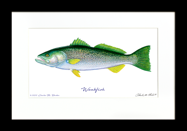 Weakfish Signed Print
